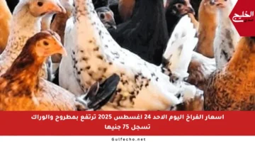 أسعار الفراخ اليوم الأحد 24 أغسطس 2025 ترتفع بمطروح والوراك تسجل 75 جنيها